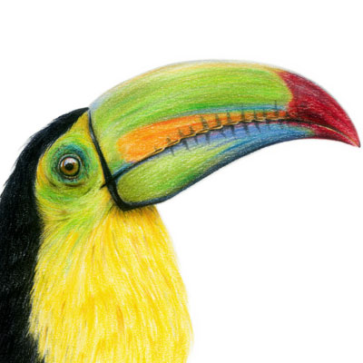 Keel-Billed-Toucan