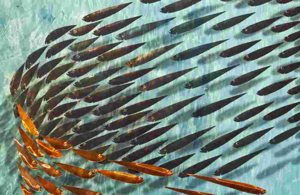 Three-dimensional wall sculpture, school of fish theme, with layers of plexiglass, aluminum frame and zig zag copper fish.