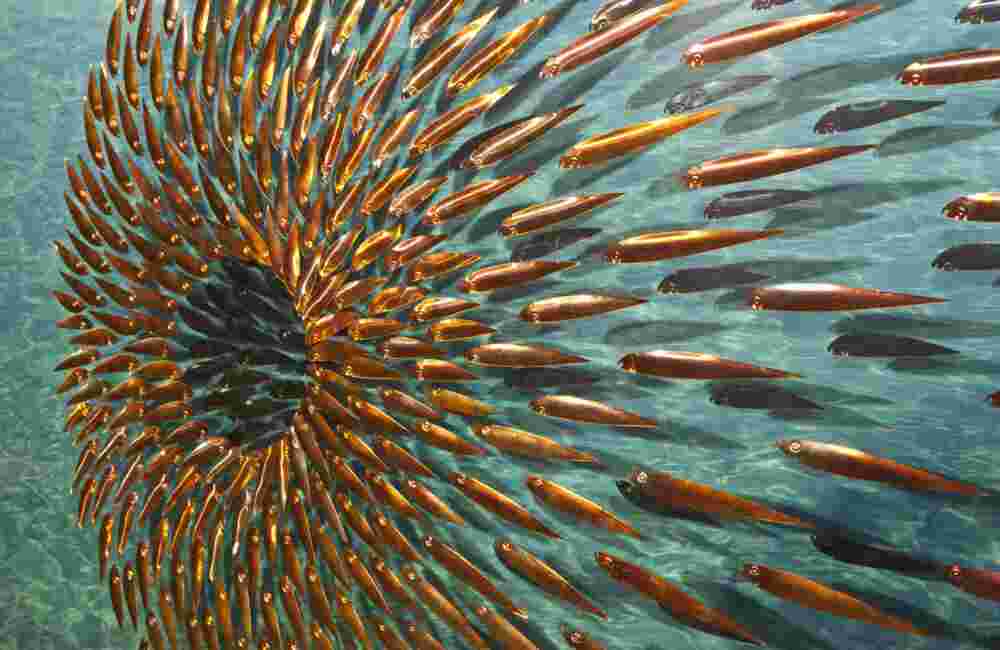 Three-dimensional wall sculpture, school of fish theme, with layers of plexiglass, aluminum frame and spherical copper fish.