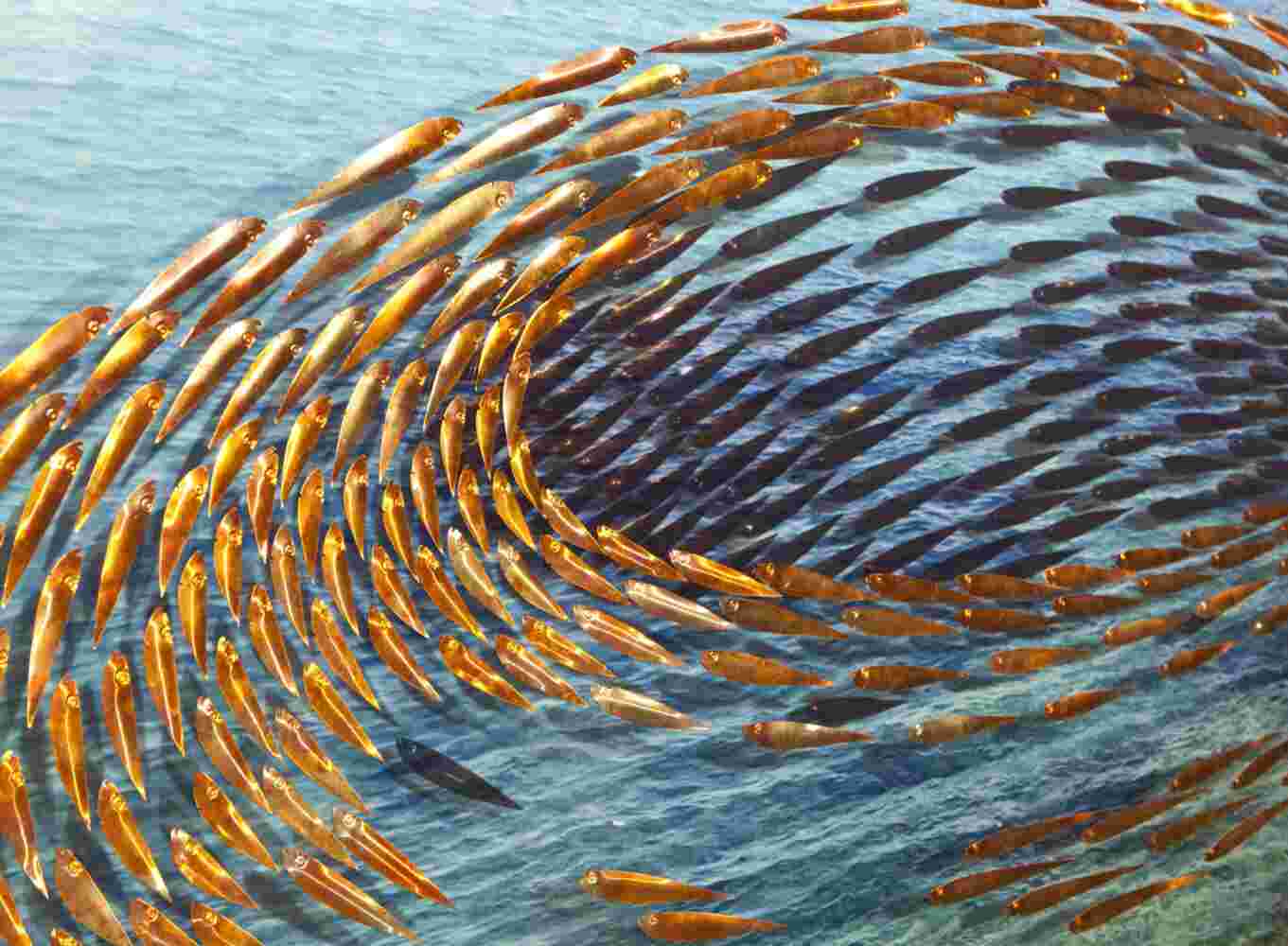 Three-dimensional wall sculpture, school of fish theme, with layers of plexiglass, aluminum frame and swirling copper fish.