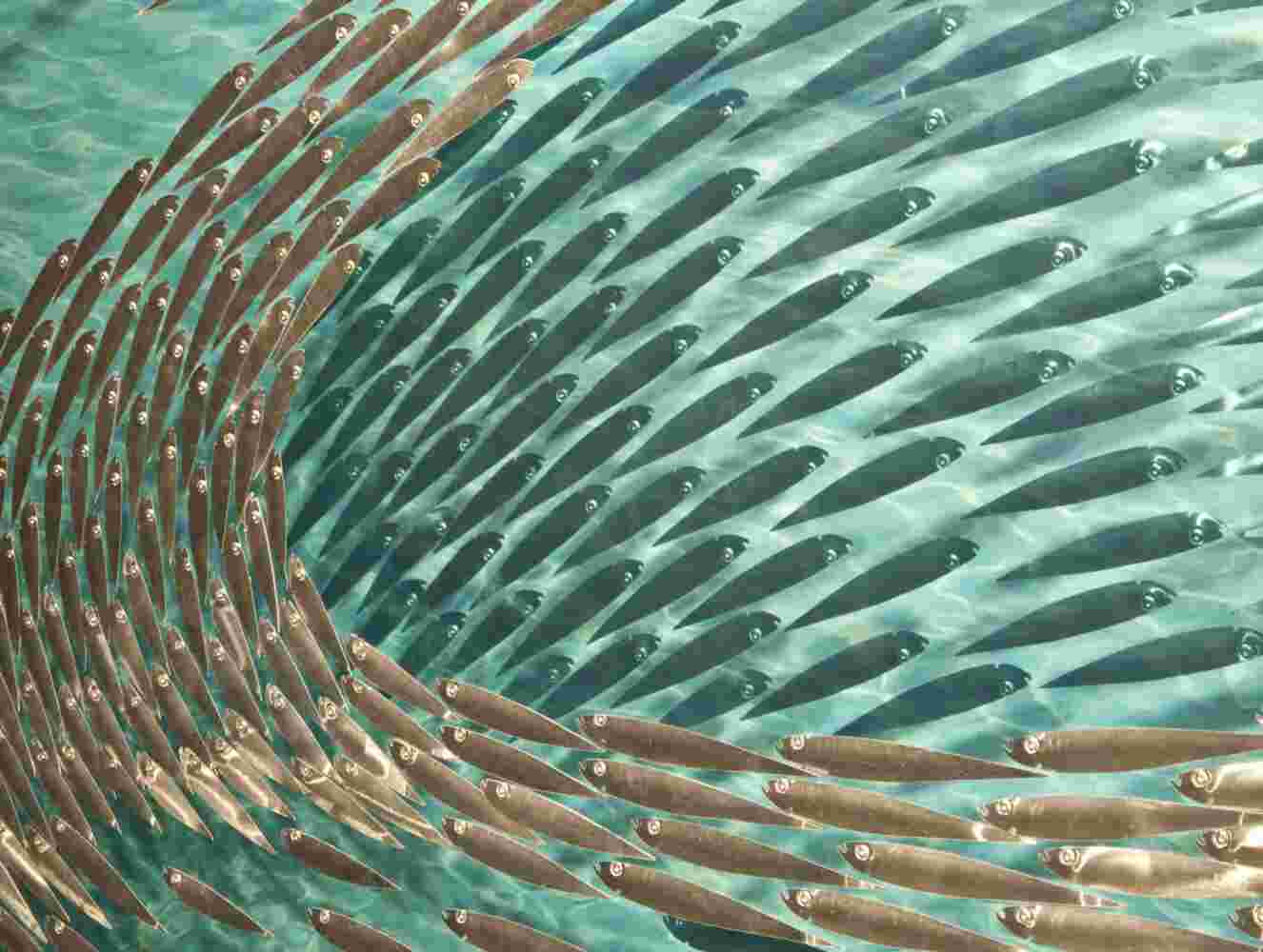 Three-dimensional wall sculpture, school of fish theme, with layers of plexiglass, aluminum frame and a swirl of aluminum fish.