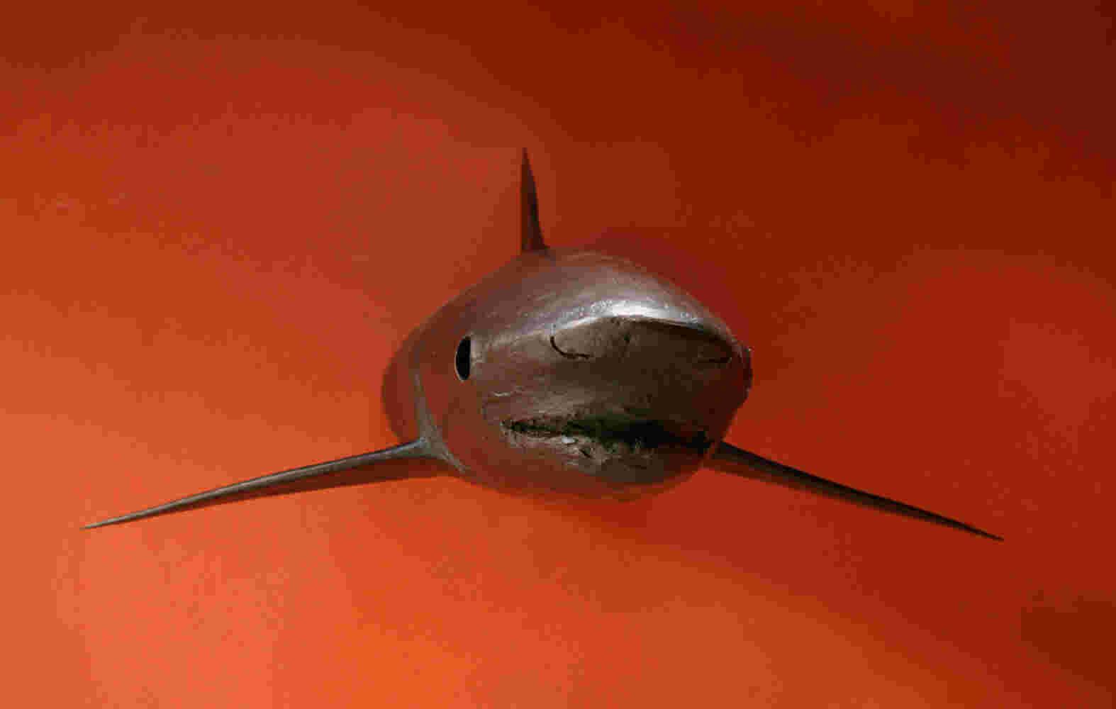 Wall sculpture of a shark made of cast bronze