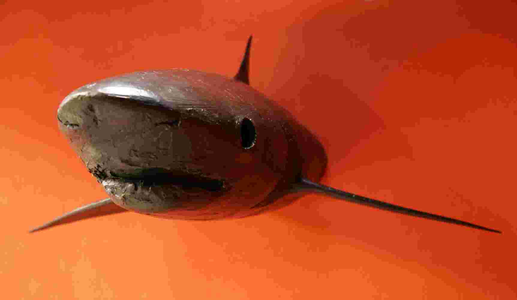 Wall sculpture of a shark made of cast bronze