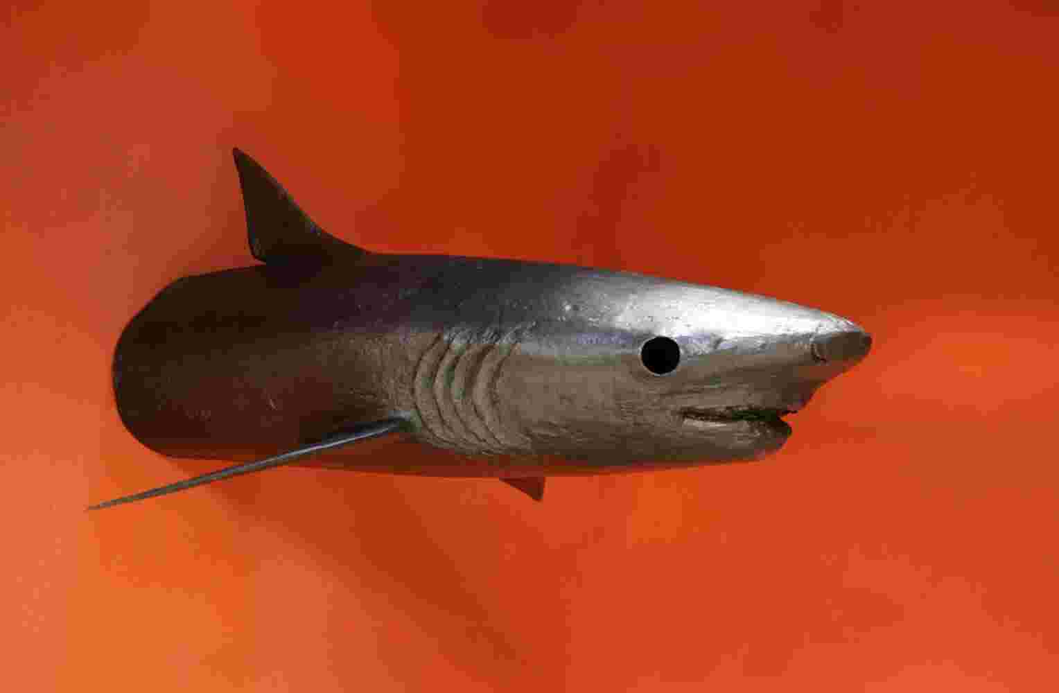 Wall sculpture of a shark made of cast bronze