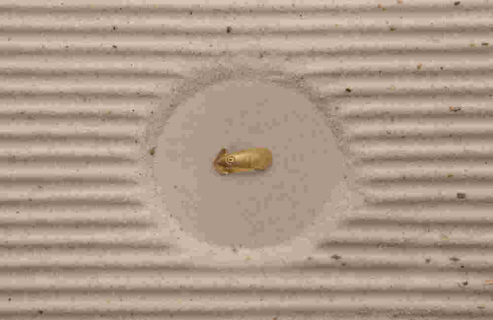 Gold fish ring Gold fish ring