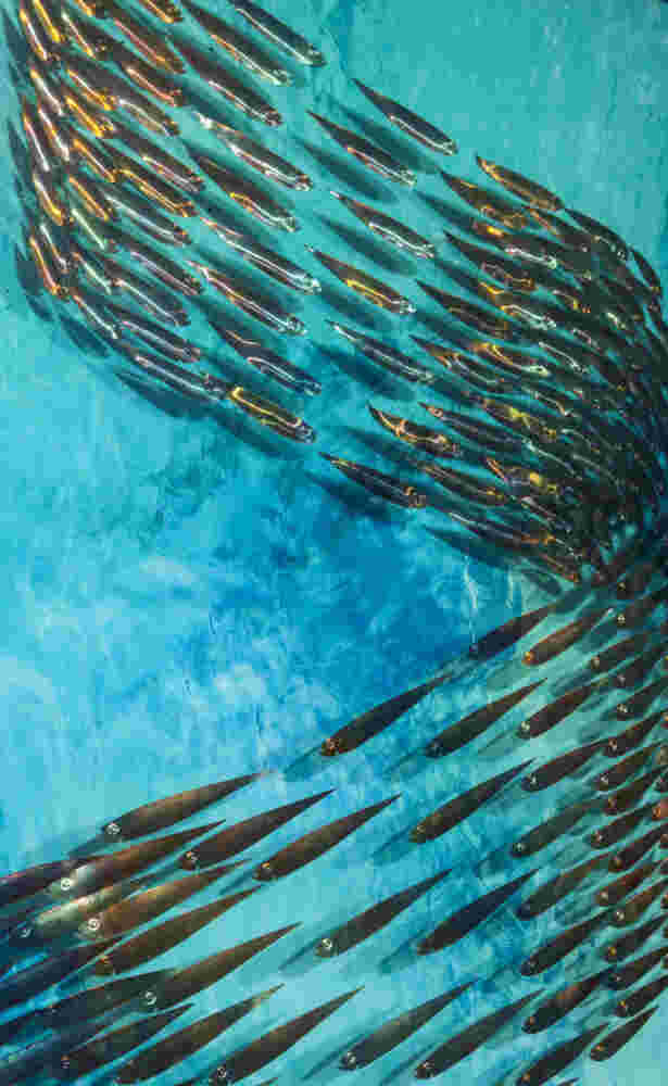 Three-dimensional wall sculpture, school of fish theme, with layers of plexiglass, aluminum frame and swirling copper fish.