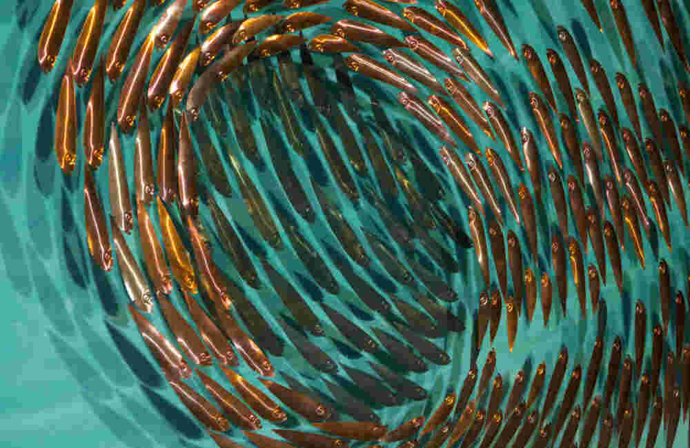 A 139 Three-dimensional wall sculpture, school of fish theme, with layers of plexiglass, aluminum frame and swirling copper fish.