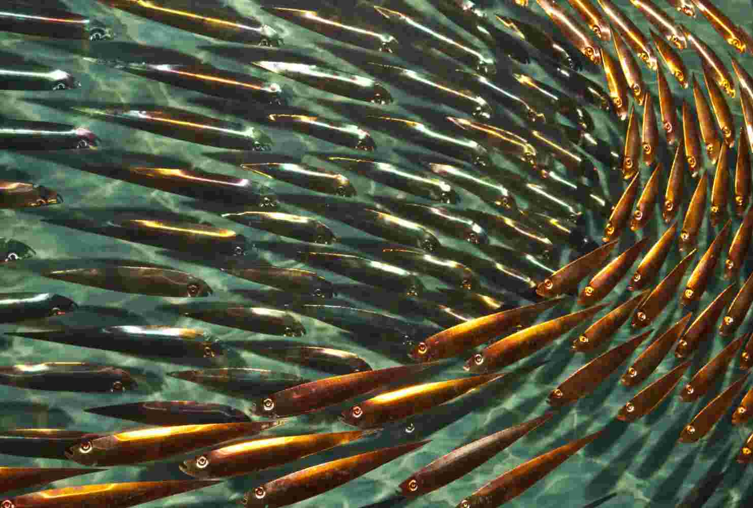 Three-dimensional wall sculpture, school of fish theme, with layers of plexiglass, aluminum frame and swirling aluminum and copper fish.